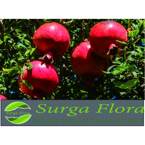 Bibit Tanaman Buah Delima Merah - Tanaman Buah Delima Merah