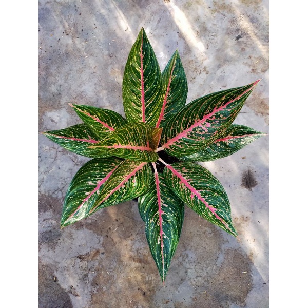 aglonema green legacy