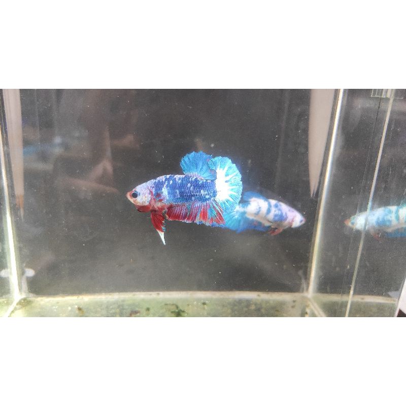 

SEPASANG CANDY SIAP BREED | CUPANG | BETTAFISH