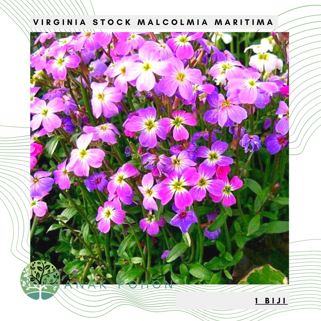 Benih Bibit Biji - Bunga Virginia Stock Malcolmia maritima Flower Seeds - IMPORT