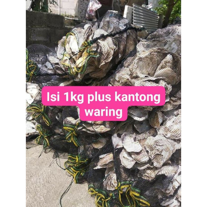 kerang oyster media filter kolam ikan koi penstabil pH air kolam ikan