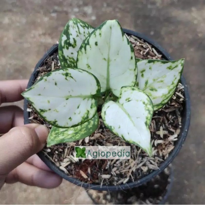 

aglonema bibit super white