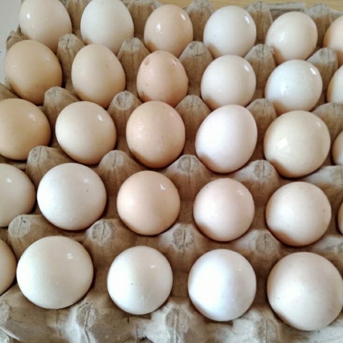 

TELUR AYAM KAMPUNG pack isi 6pcs