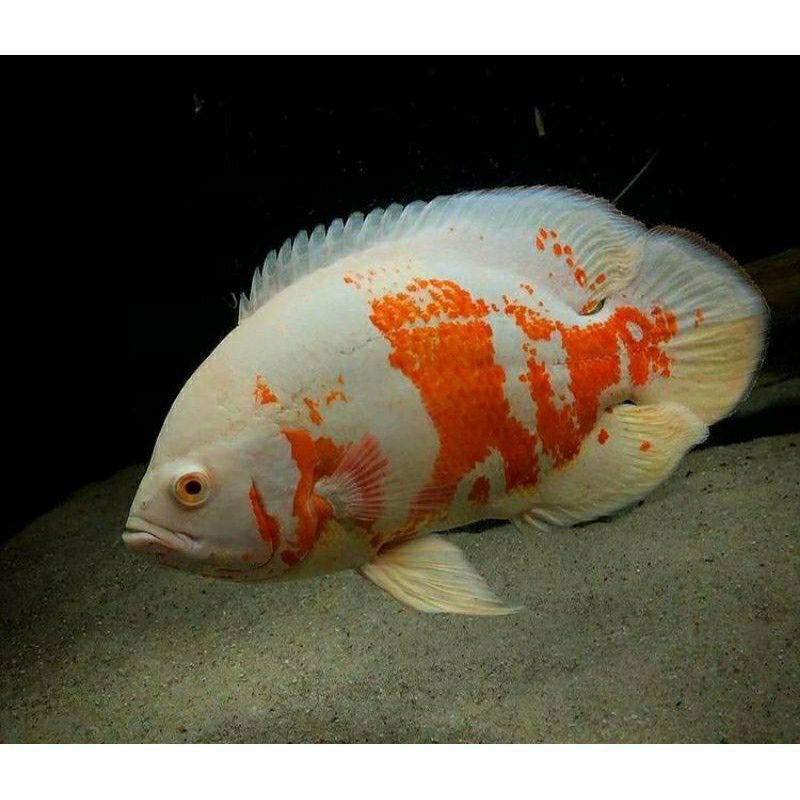 Ikan Oscar batik Albino