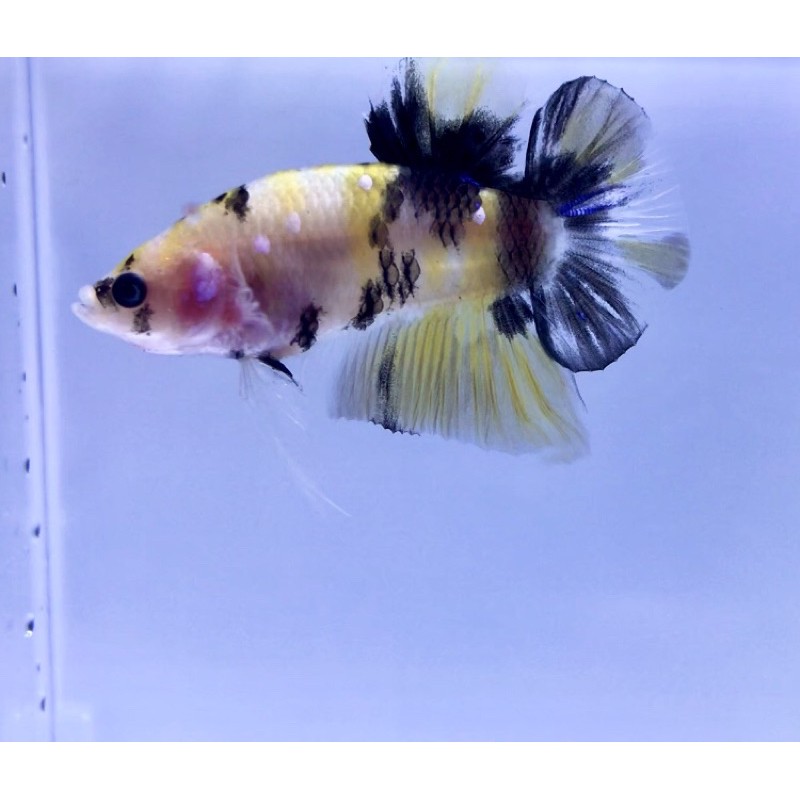 ikan cupang yellow koi