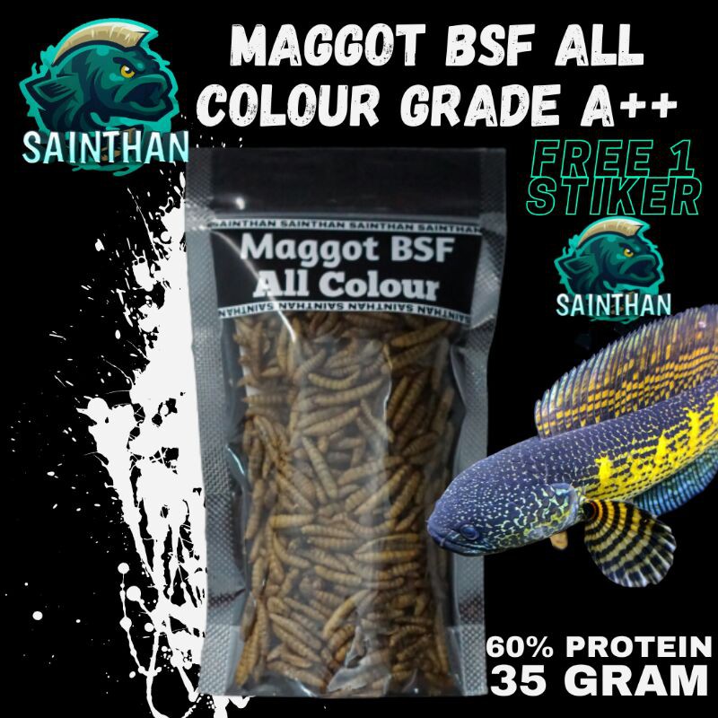 Maggot BSF All Colour Grade A++ Untuk Channa, Louhan, Oscar, Arwana, Peacock Bass