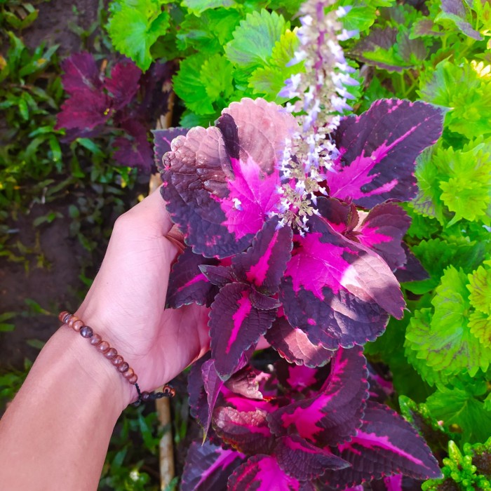 tanaman miana premium merah - pohon iler miana - menyana