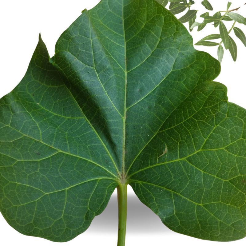 

25 Daun Herbal Jarak Pagar Segar