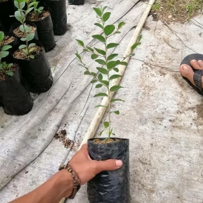 PROMO tnaman hias ajaib pengusir jin-tanaman hias bidara arab