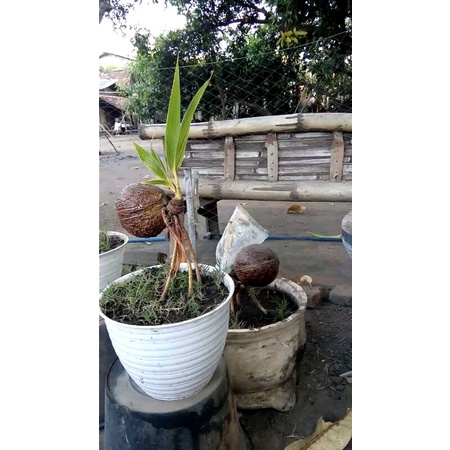 bonsai kelapa murah, bagus, unik dan daun cukup kerdil