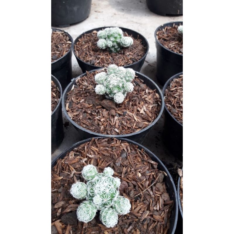 kaktus mini hias hidup unik