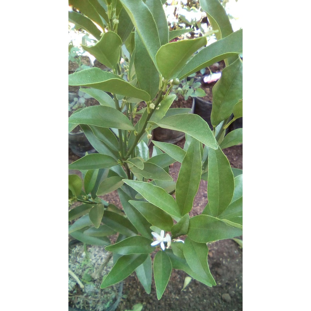 $_$ BIBIT JERUK NAGAMI SUDAH BERBUAH KW ASLI