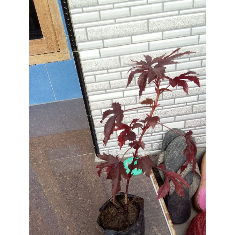 red panama / maple lokal ( 4 pohon )