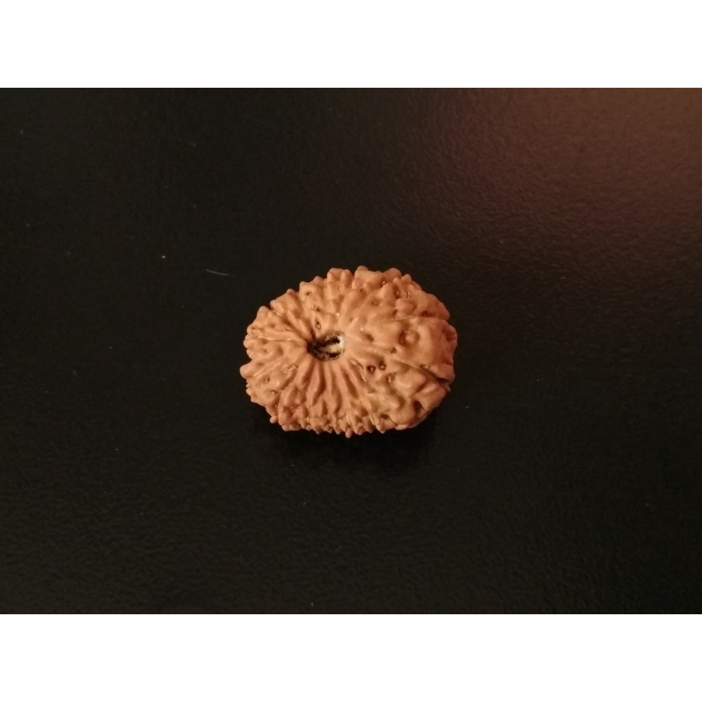 Genitri Mukhi 14 D18.6x14.85 Liontin Jenitri Rudraksha