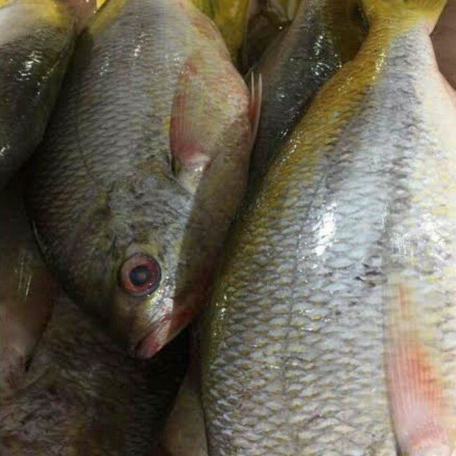 

Ikan Ekor Kuning Fresh 500 Gram sd.1 Kg (E.22)