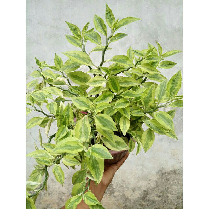 Tanaman euphorbia tirucally / patah tulang / Tanaman zig zag plant