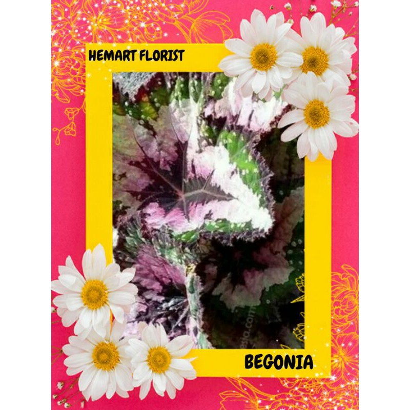 

begonia multi colour