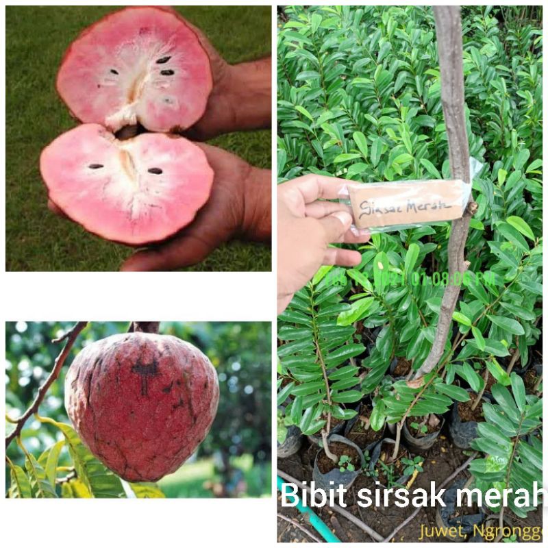 bibit sirsak merah