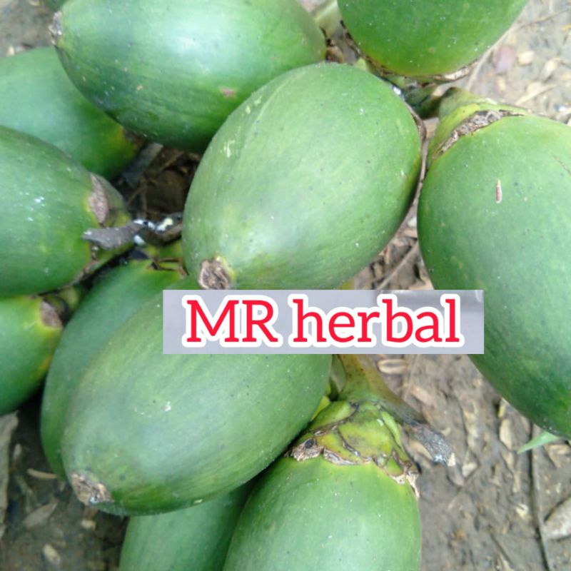 

Jual buah pinang muda segar atau buah Jambe per 1 kg