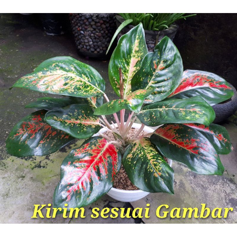 Aglaonema Kochin Paramruay ukuran Besar 16 Daun