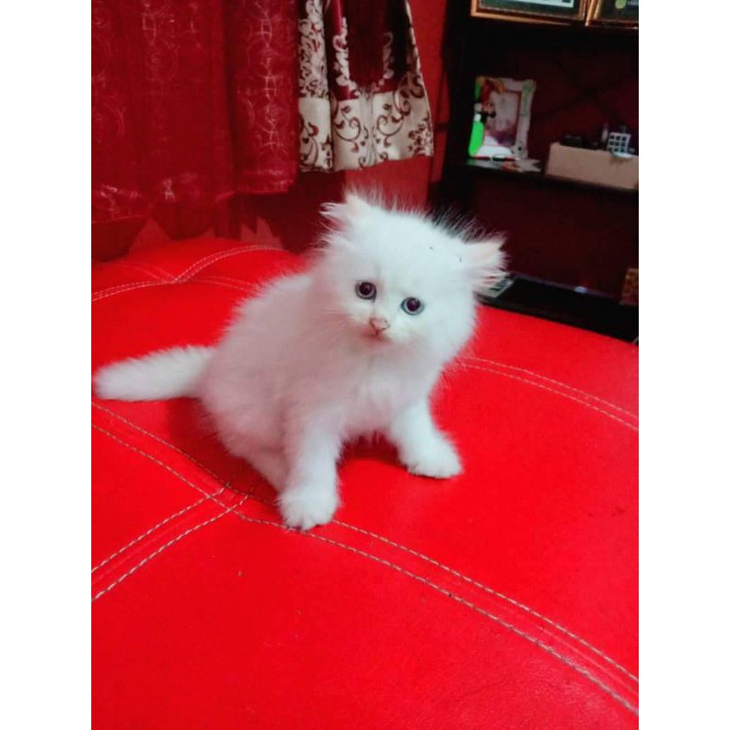 kucing Persia white solid / kucing anggora / kucing murah / kucing 