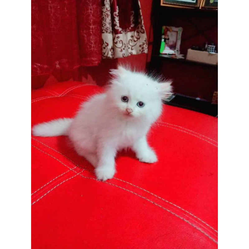 Dijual Kucing Persia Medium Di Medan Hewandijual Com