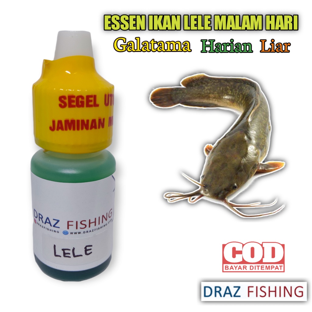 Essen Ikan Lele Paling Gacor Untuk Malam Hari