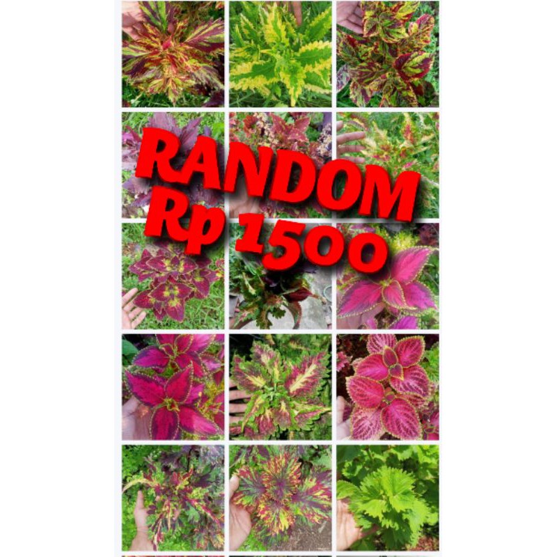 Miana Tanaman Hias Bunga Langka Pohon Coleus Merah Daun Miana Miyana Iler Premium Sultan Murah