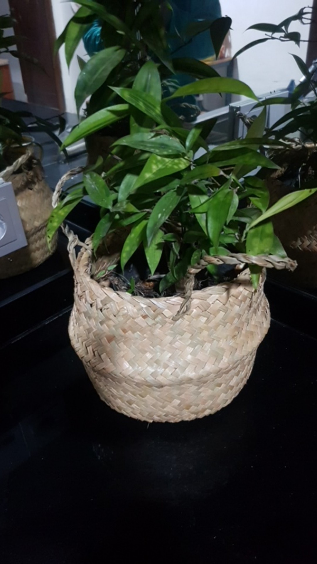 Set Purun Reguler 30cm