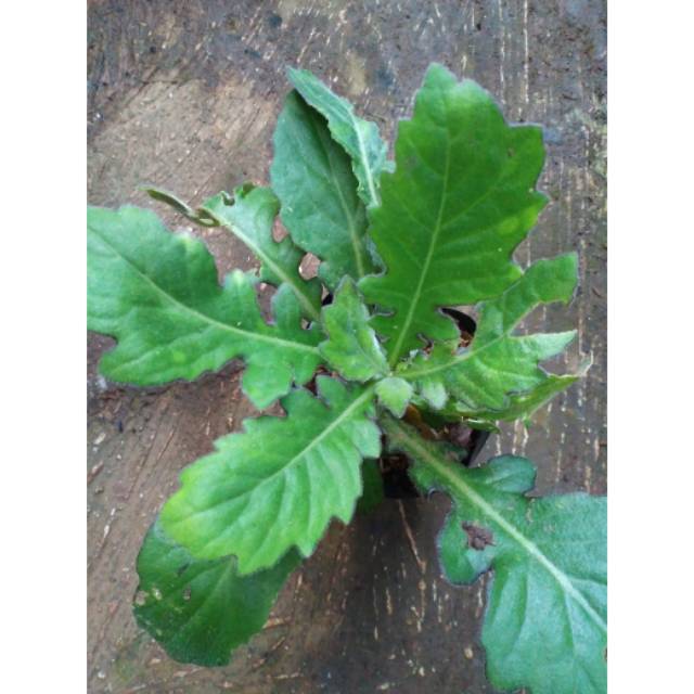 

Daun Dewa