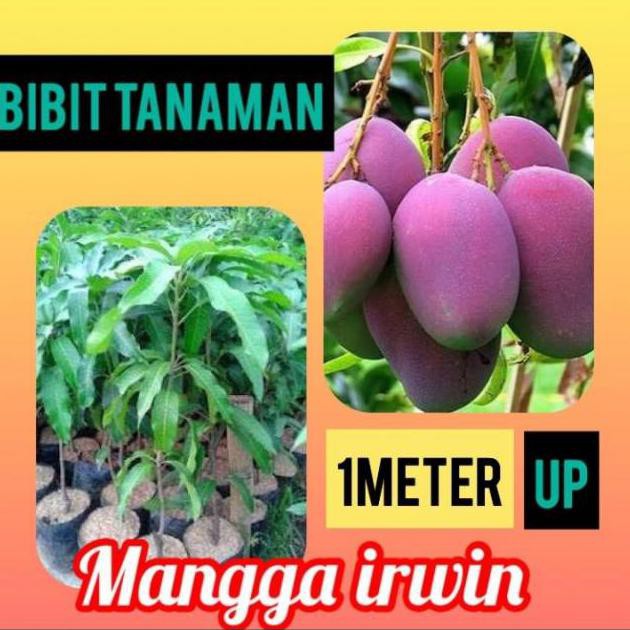 R3Brn Bibit Mangga Irwin 1 Meter Up