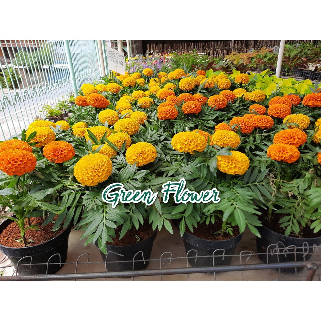 Tanaman Bunga Marigold Tanaman Bunga Tahi Ayam Shopee Indonesia