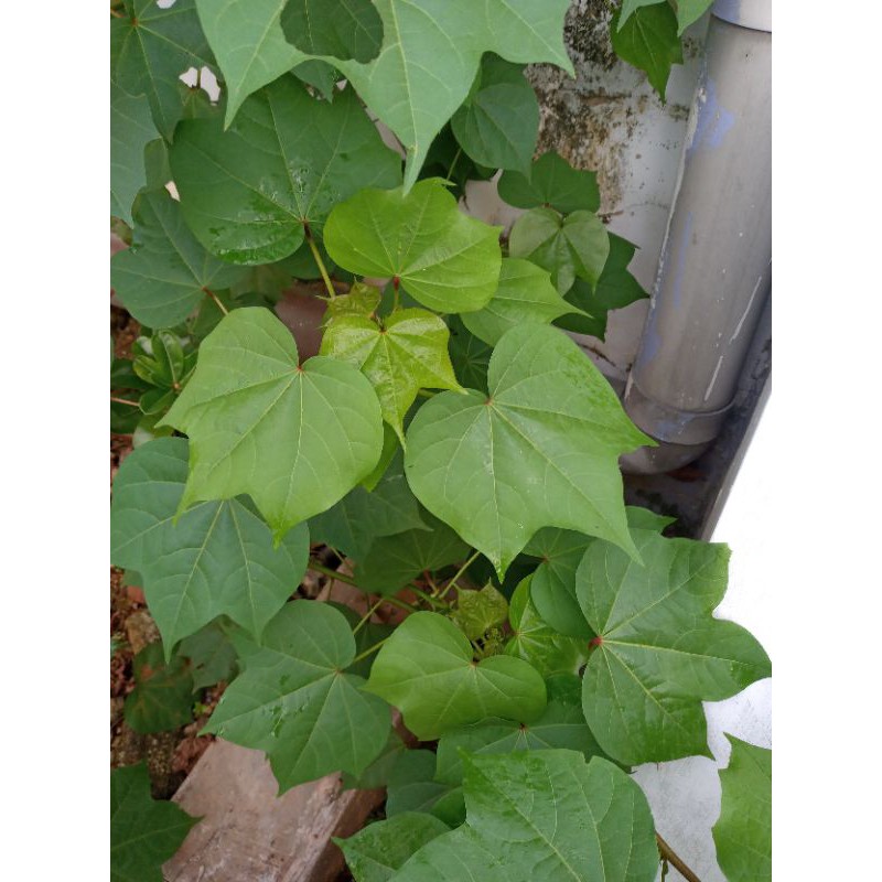 

daun kapas segar obat panas 100gr