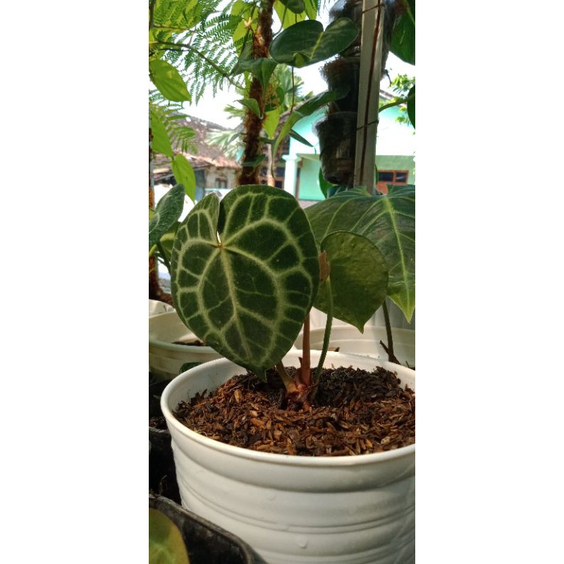 Anthurium King Clarinervium Manik merah