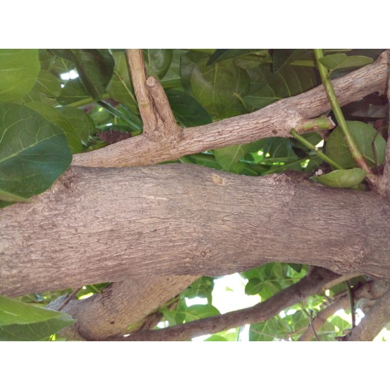 batang pohon sancang