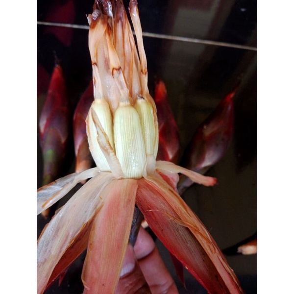 

buah pining bawang goloba segar 500 grm