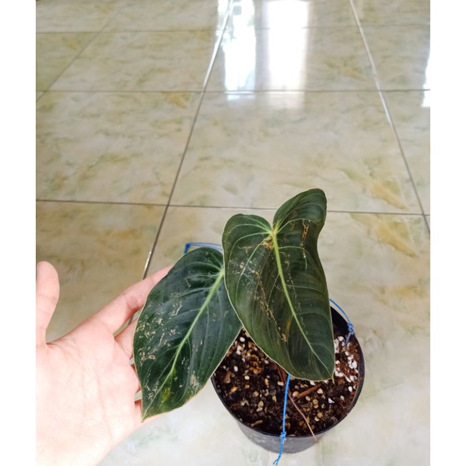 philodendron melanochrysum