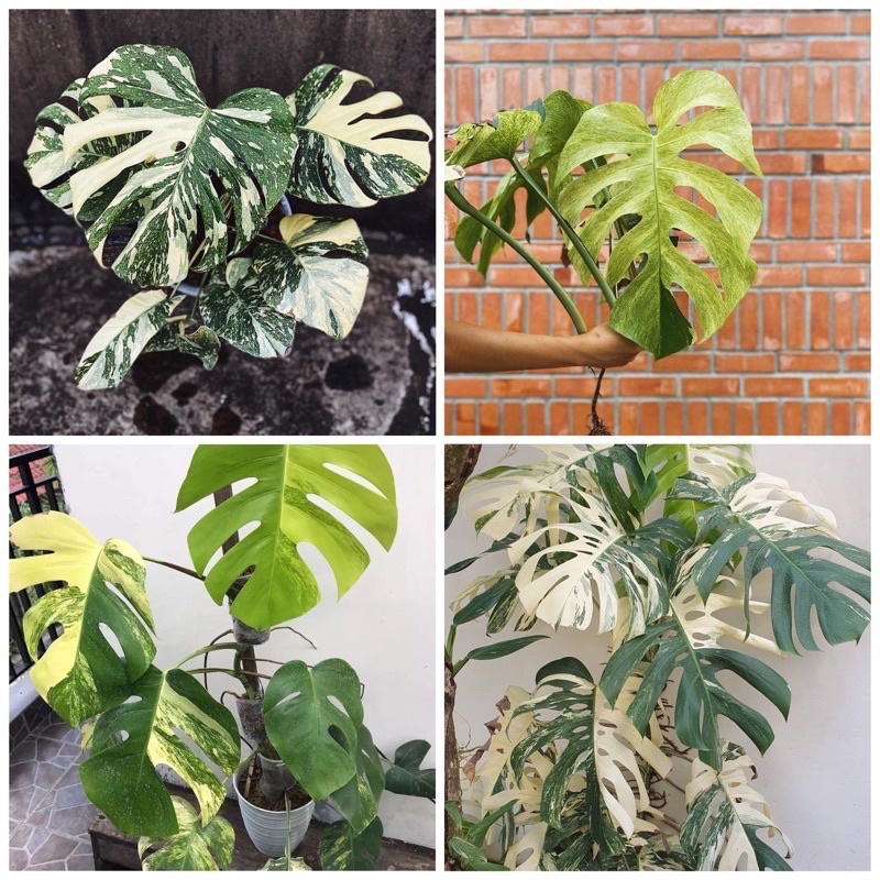 ASLI Paket 4 Monstera(umbi monstera mamorata,obliqua,raphidapora,deliciosa) Gardenfarm