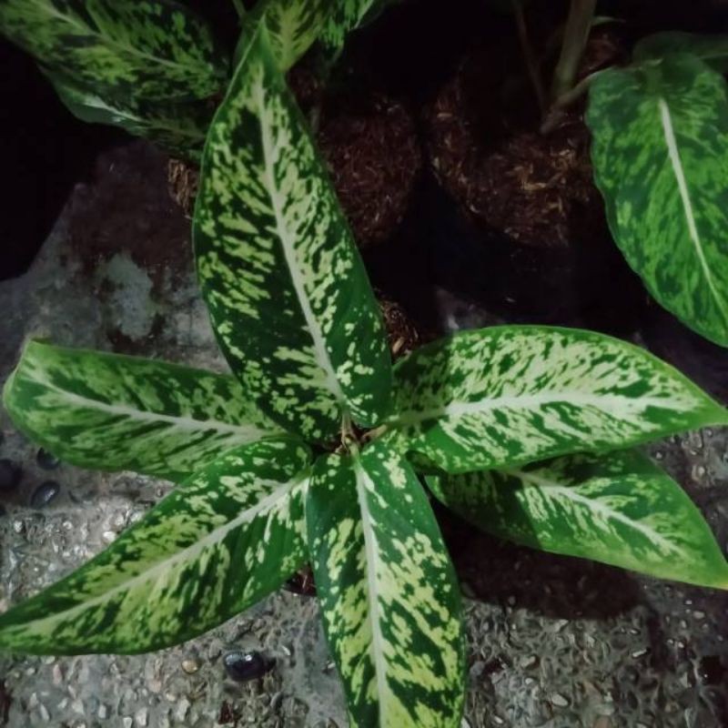 Tanaman Hias Aglaonema / Aglonema Chiang Mai