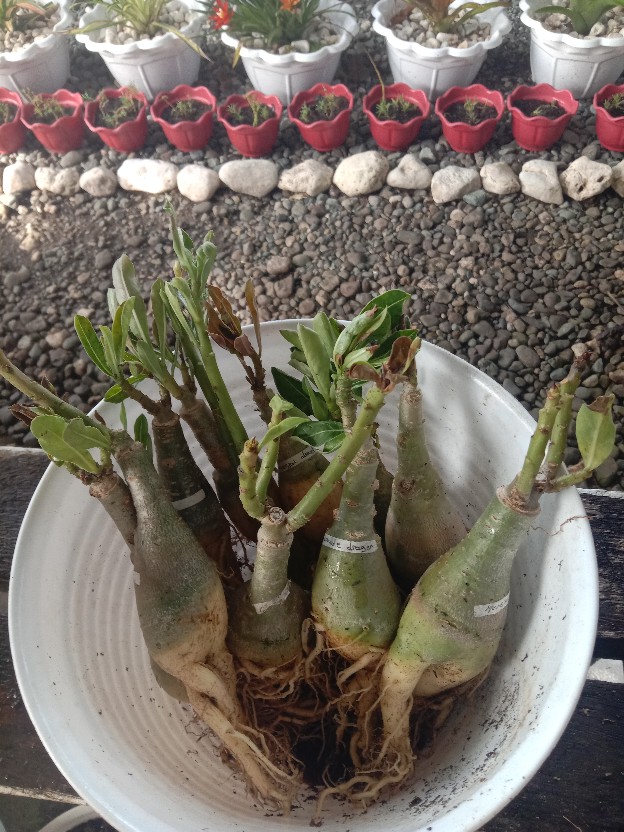 Adenium Bunga Tumpuk kirai