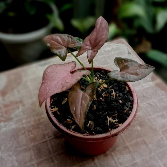 syngonium pink perfection original ---Terbaru---