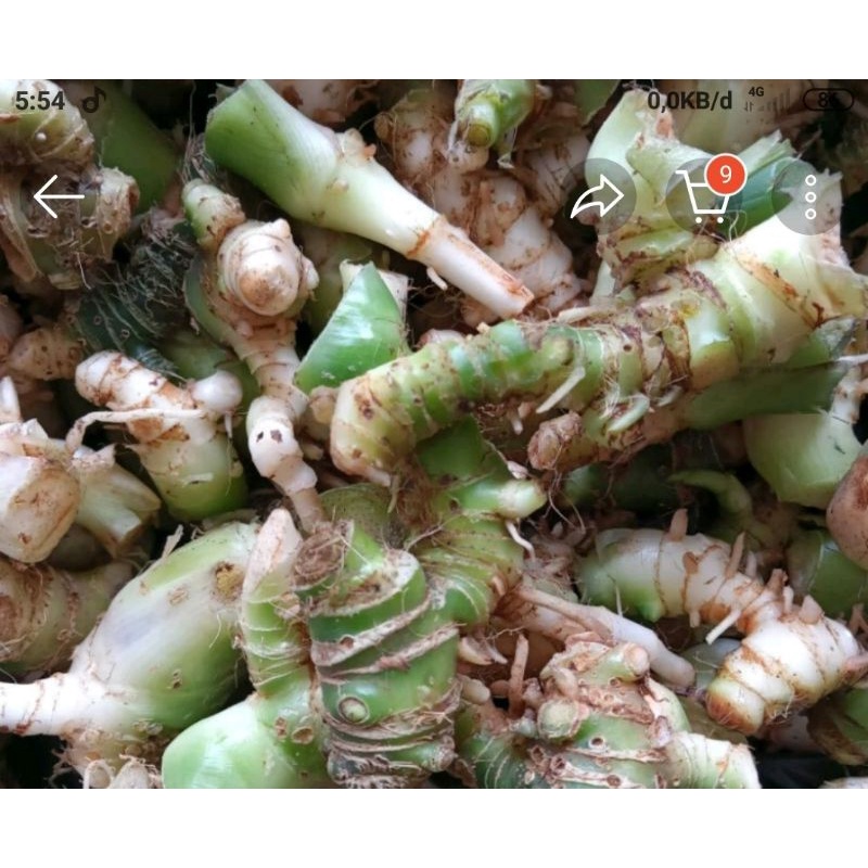 umbi keladi tikus herbal