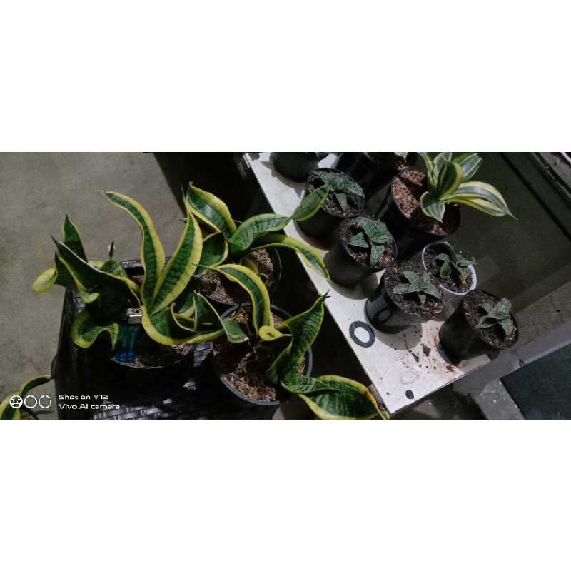 sansevieria Twister Sister