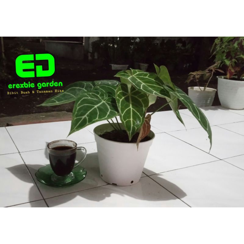 KUPING GAJAH MINI /ANTHURIUM CRISTALINUM