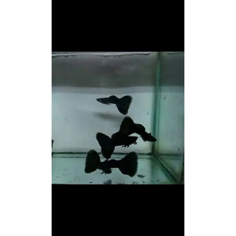 ikan guppy black moscow | ikan guppy | ikan hias