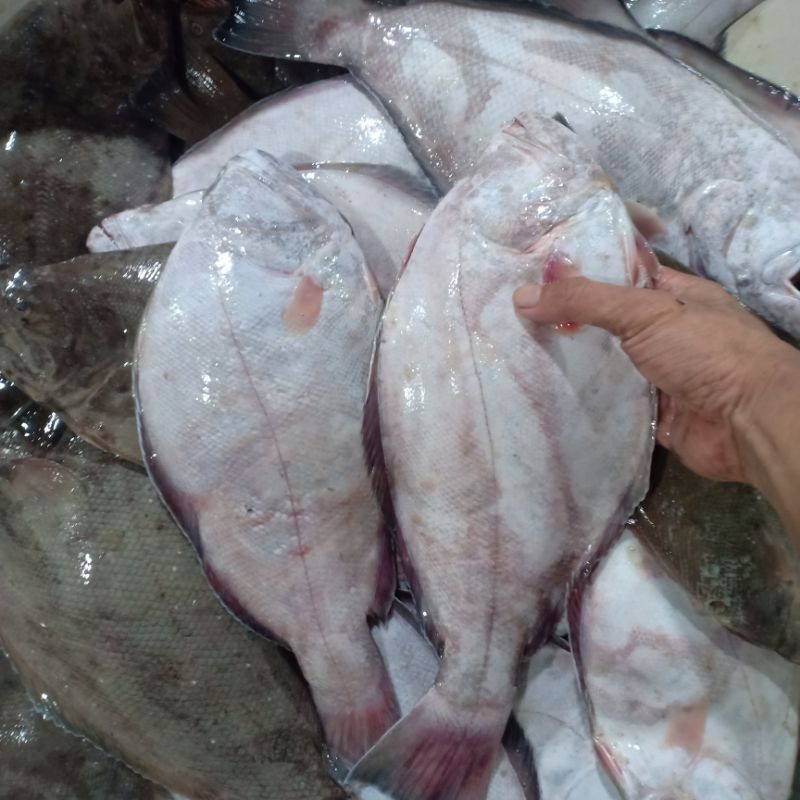 

Ikan sebelah segar harian 1kg