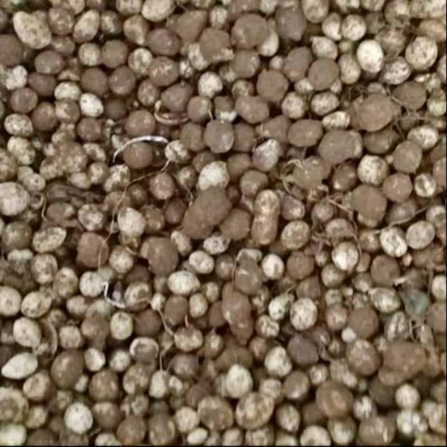 

Kacang kapri 1 kg