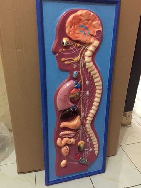 Alat Peraga Pendidikan / Alat Peraga Sekolah Model System Syaraf / Torso