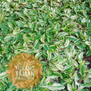 Unik Rumput Gajah Mini Varigatavariegata  Rumput Putih Diskon