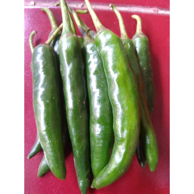 

Cabe hijau Besar / Lombok Ijo